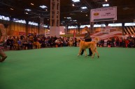 Český chov kangalů na Crufts 2013